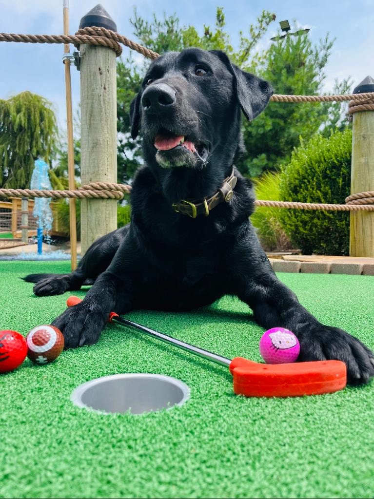 Happy black lab dog posing on the Golf Mountain Mini Golf course